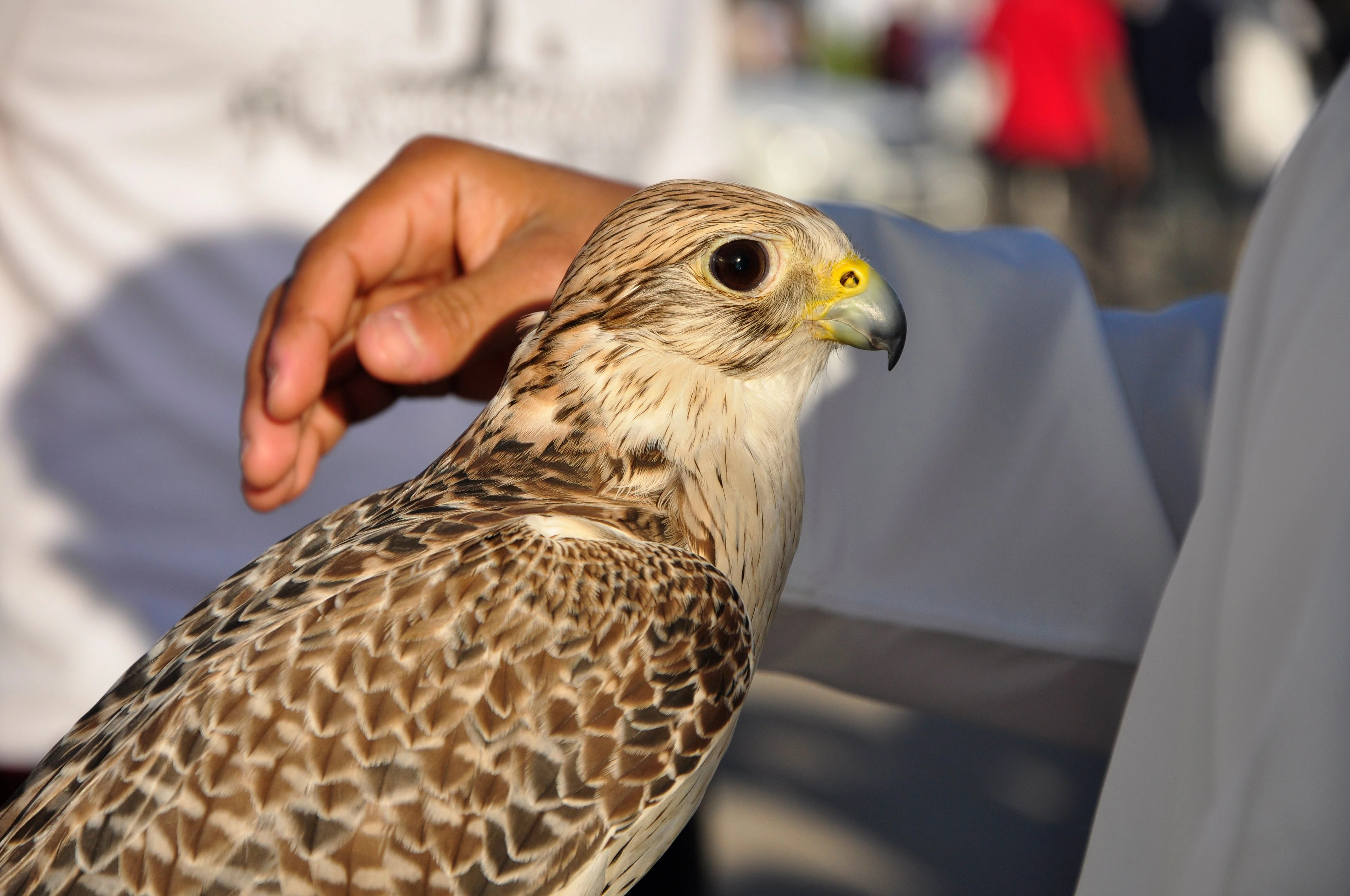 A falcon during a guided hospital visit in Abu Dhabi.